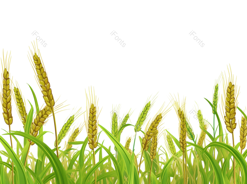 麦子图片,麦田元素,麦穗PNG,谷物免抠素材